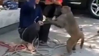Angry Monkey Slaps man full indian mms