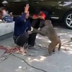 Angry Monkey Slaps man full indian mms
