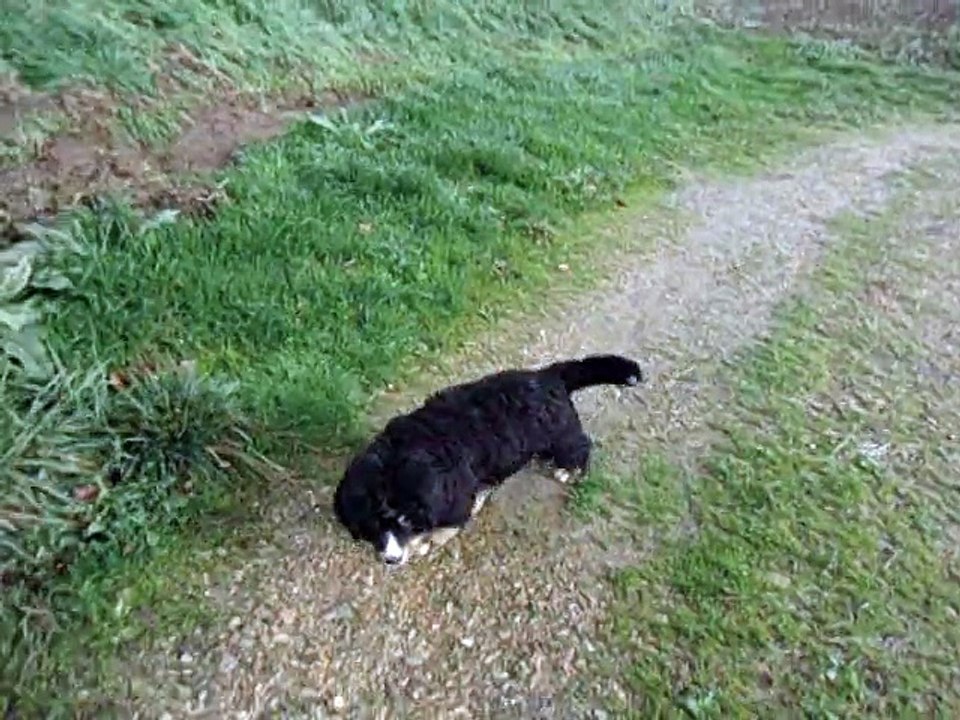 Bouvier Bernois LISTE NOIRE