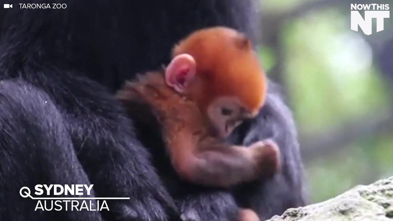 Rare Adorable Orange Monkey Shows Off