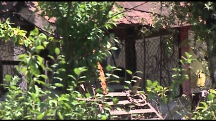 VETEVRASJET, MINISTRIA E BRENDSHME LETER DREJTORIVE RAJONALE