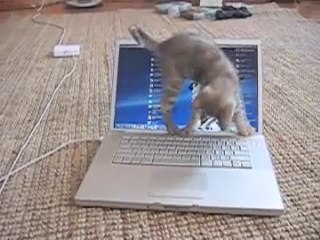 KITTEN IS SURPRISED BY LAPTOP