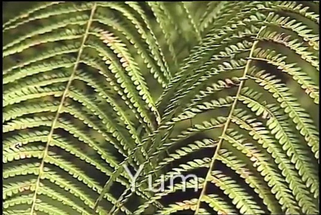 Loving the World - A Meditation with Deepak Chopra