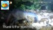 Eshban Aquarium My Blue Florida Cray Fish With Eggs