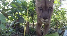 Un puma retrouve la liberté après 20 années passées dans un cirque