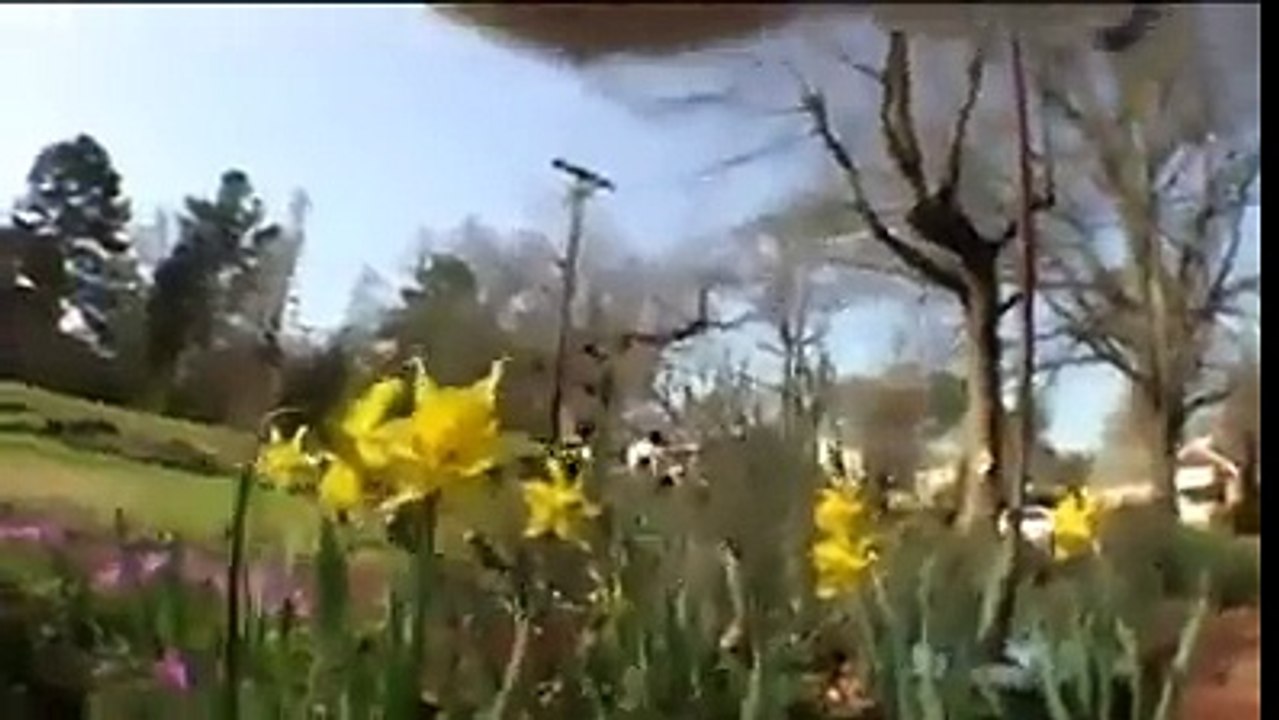 Cat with a GoPro camera on...