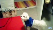 Hairdryer against puppy. Funny puppies fighting with a hairdryer