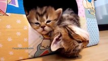 Sleepy twins. Funny kittens asleep