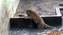 Tigers playing with water. Funny tiger in a zoo