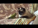 Test restraint. Funny parrot experiences cat