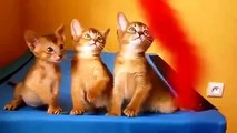 Trio Abyssinian kittens. Funny kittens
