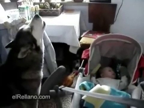 Собака поет, чтобы успокоить ребенка