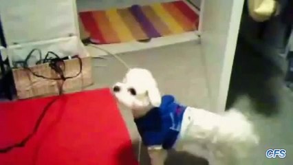 Video herunterladen: Secador de cabelo contra o cachorro. Filhotes de cachorro engraçados que lutam com secador de cabelo