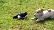 Filhote de cachorro Odd Couple e um corvo. Filhote de cachorro engraçado e divertido jogar corvo