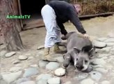 Tapir gosta de ser acariciado. Os animais engraçados nas antas zoo