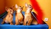 Gatinhos Abyssinian Trio. gatinhos engraçados