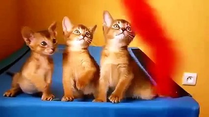 Скачать видео: Gatinhos Abyssinian Trio. gatinhos engraçados