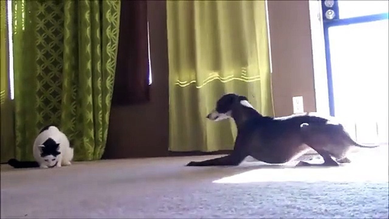 Vecinos en el albergue. Gato divertido y dos gracioso perro