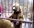 Oso tímido. Divertido oso dudó