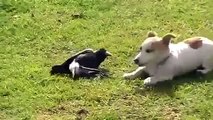 Cachorro extraña pareja y un cuervo. Perrito divertido y de juego divertido cuervo