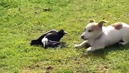 Cachorro extraña pareja y un cuervo. Perrito divertido y de juego divertido cuervo