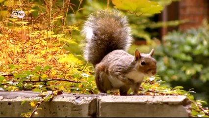 Una vida entre árboles: "25 Verde" | Euromaxx