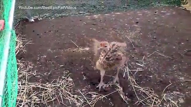 Dancing avestruces. Avestruces divertidas baile