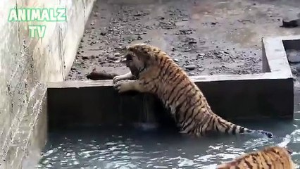 Tigres jugando con el agua. Tigre divertido en un zoológico