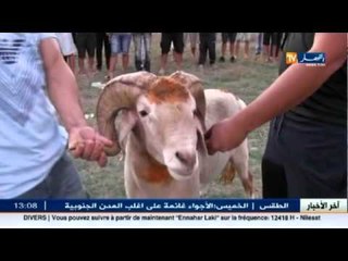 ظاهرة مصارعة الكباش تصنع الفرجة بالشوارع رغم تحريمها شرعا