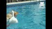 Canard chevauchant un chien. Funny dog avec un canard amusant flottant sur son dos dans la piscine