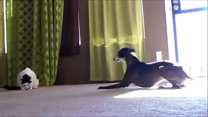 Voisins de l'auberge. Funny cat et deux drôle de chien