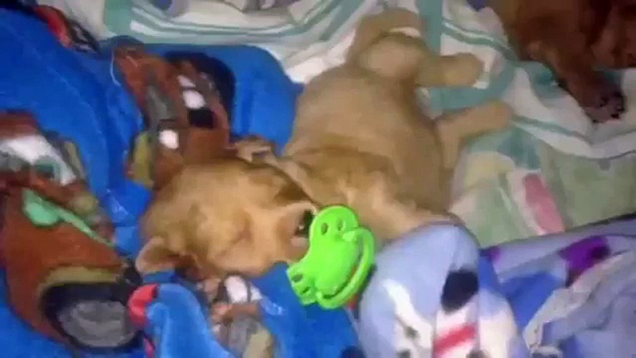 Sucettes. Chiots drôle avec sucettes et tétines