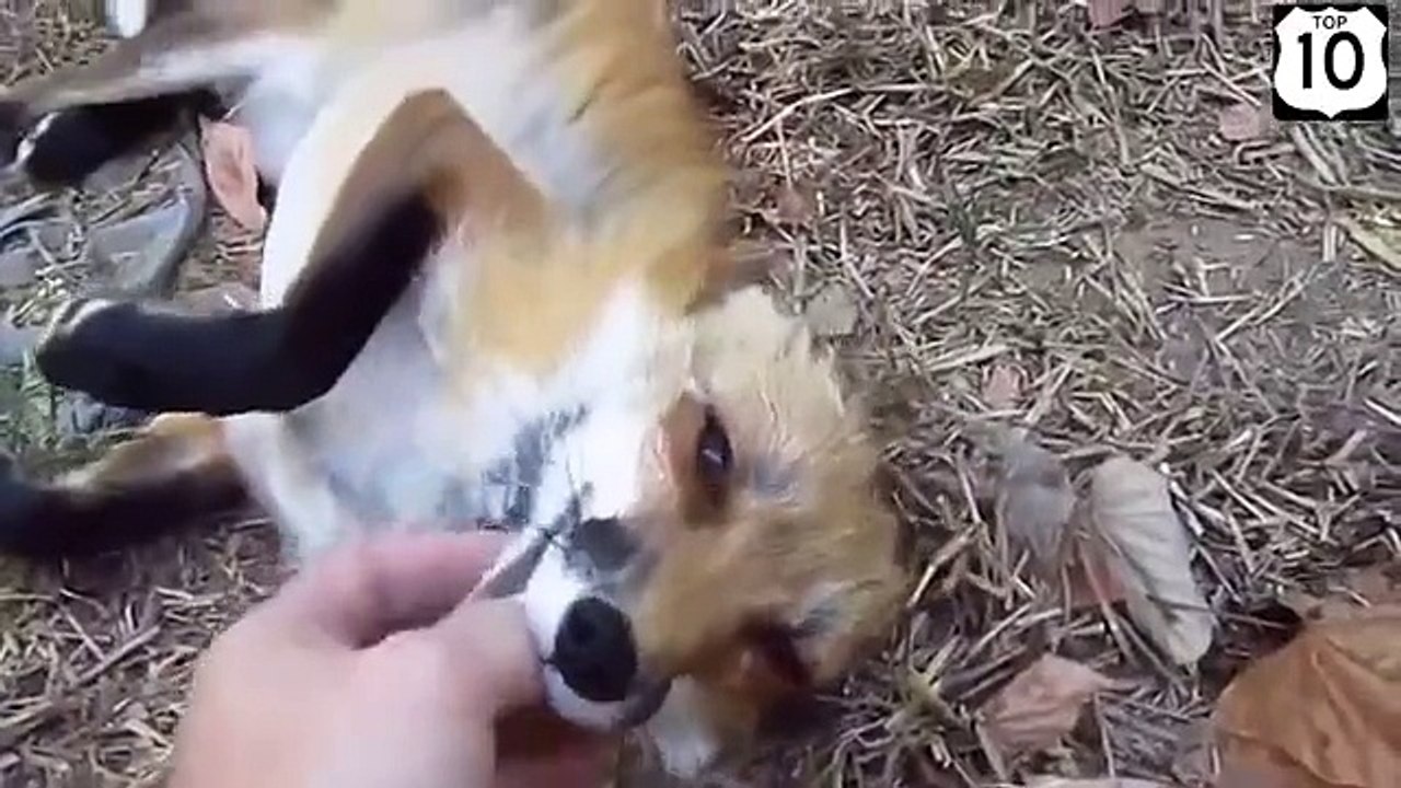 Rogue rousse heureux. Renard drôle de main