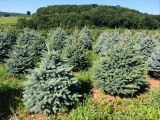 Deer Resistant Trees... Colorado Blue Spruce Trees