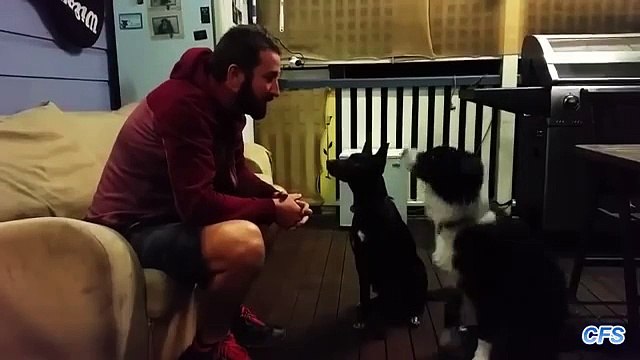 Maintenant, vous ne pouvez pas se lever du canapé. Service Funny propriétaires de chiens