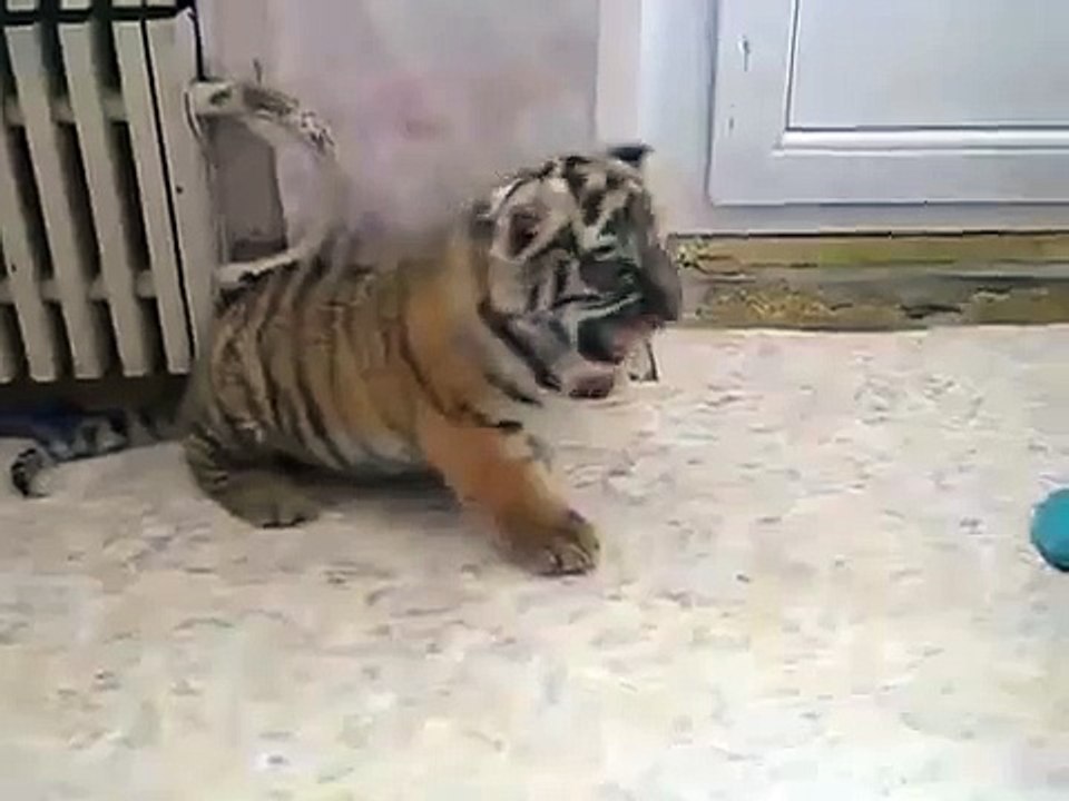 Tiger-chaton. Refroidir Tiger Accueil