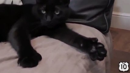 Dans un chat noir est tout droit. Funny cat montre classe