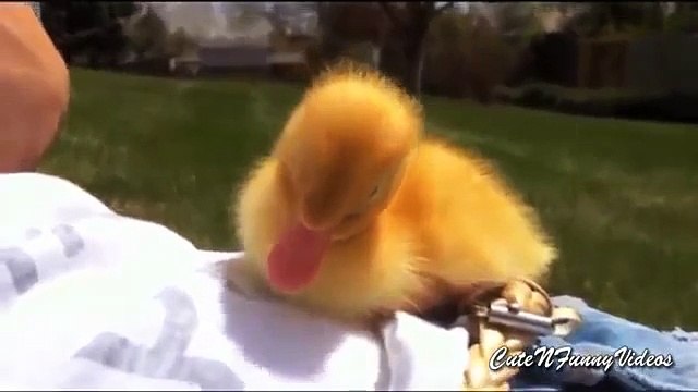 Утиные истории (часть 2). Смешные утята