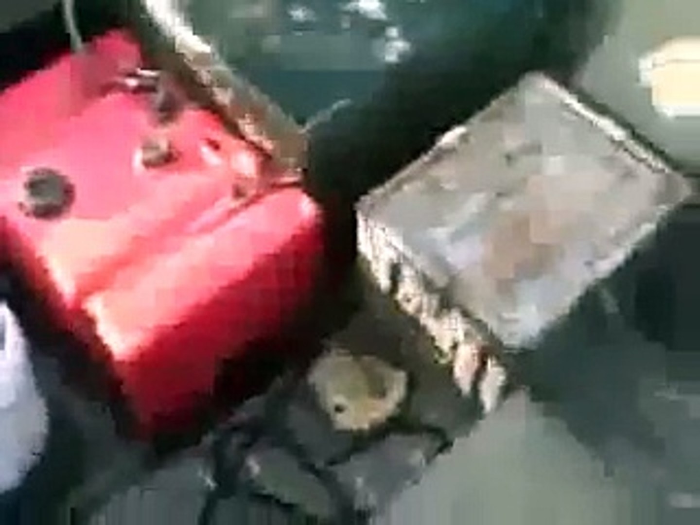 ⁣Утка преследует собаку в лодке. Прикольная и смешная утка нападает на собаку в лодке
