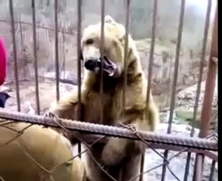 Стеснительный медведь. Смешной медведь смущается