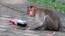 Стиль обезьяны. Вот как надо пить из бутылки