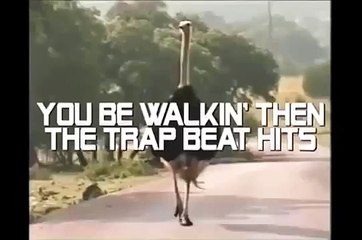 Страус-танцор. Забавный страус танцует