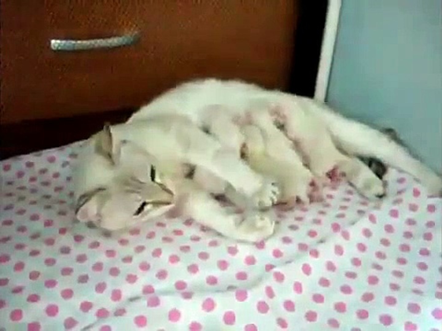 ⁣Счастье кошки матери. Смешная кошка и её котята