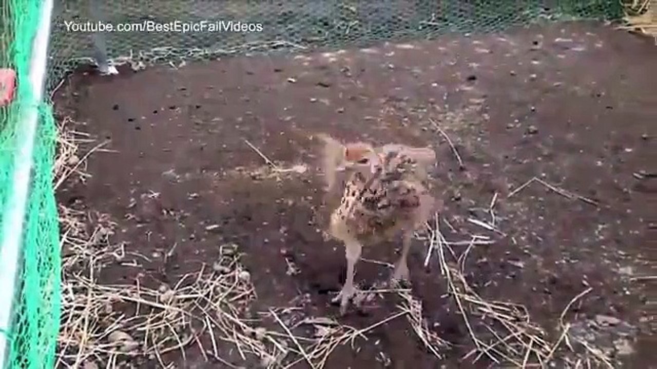 Танцы страусят. Смешные страусята танцуют