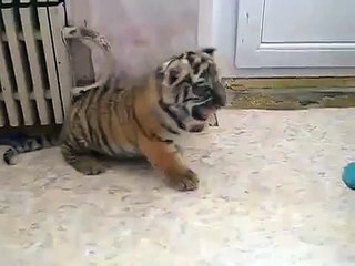 Тигренок-котенок. Прикольный домашний тигрёнок