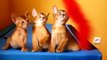 Трио абиссинских котят. Забавные котята