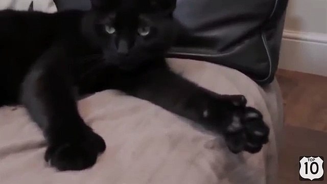 У чёрного кота всё в порядке. Смешной кот показывает класс