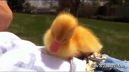 DuckTales (2 부). 재미 있은 오리