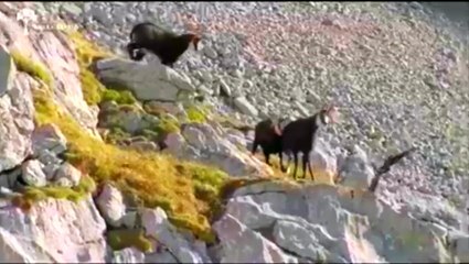 kartalın hazin sonu