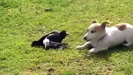 이상한 커플 강아지와 까마귀. 재미 강아지와 까마귀 재미에